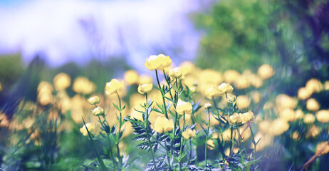 Plants and flowers macro. Detail of petals and leaves at sunset. Natural nature background.