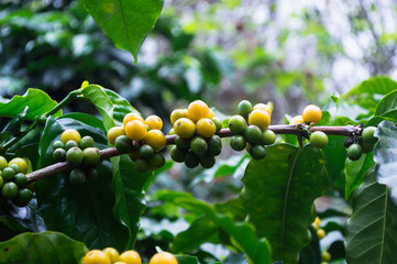 Green coffee beans growing on the tree