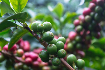 Close Up Coffee beans are ripe on coffee tree.