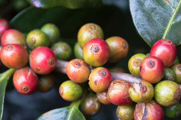Close Up Coffee beans are ripe on coffee tree.