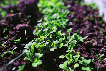 Greenery in a greenhouse. Fresh greens in the spring on the beds. Young sprouts of seedlings in the...