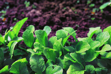 Greenery in a greenhouse. Fresh greens in the spring on the beds. Young sprouts of seedlings in the garden.