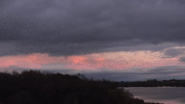 Large Flock Of Birds Flying Together As Starling Murmurate In The Evening Sky Over England Landscape UK 4K