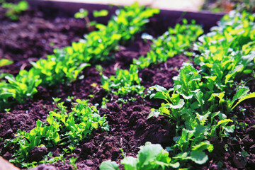 Greenery in a greenhouse. Fresh greens in the spring on the beds. Young sprouts of seedlings in the garden.