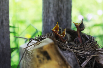 Bird's nest with bird in early summer. Eggs and chicks of a small bird. Starling. Feeds the chicks.