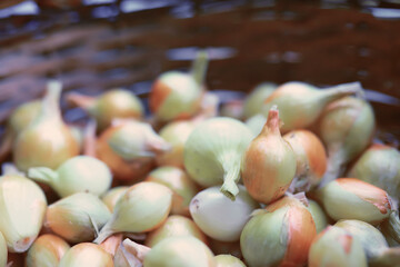 A farmer harvests onions in autumn. An elderly man prepares vegetables for storage.