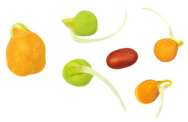 Bean Sprouts  isolated on  white background.  organic  sprouts Top view. Flat lay