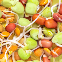 Bean Sprouts  as a Background. Moong or mung organic  sprouts Macro.  Wallpaper