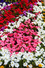 Fototapeta premium flower bed on a sunny summer day