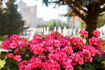 flower bed on a sunny summer day