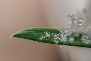 Nahaufnahme von Grashalmen mit Schnee bedeckt