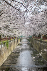 桜の目黒川