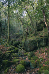 Landscape of Yakushima ,Japanese natural heritage site