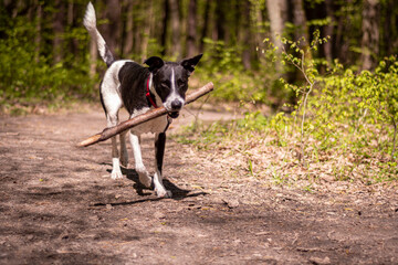 Active dog carrying a stick. Young playful animal running on a forest track in Warsaw, Poland. Spring in the woods. Selective focus on the details, blurred background.