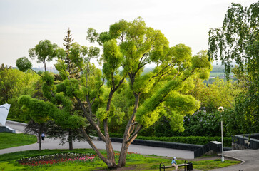Beautiful tree in the park. High quality photo