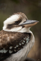 A shallow depth of field photo of an australian laughing kooaburra (dacelo)