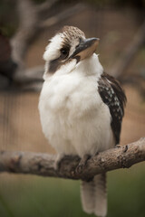 A shallow depth of field photo of an australian laughing kooaburra (dacelo)