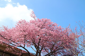 太陽の光を浴びる河津桜