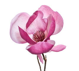 Purple magnolia flower, Magnolia felix isolated on white background, with clipping path  