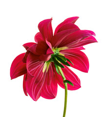 Dahlia flower, Red dahlia flower isolated on white background, with clipping path 