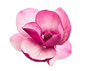 Fotobehang Purple magnolia flower, Magnolia felix isolated on white background, with clipping path   © Dewins
