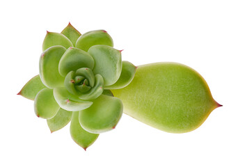 Echeveria grow from leaf, Propagate an Echeveria from Leaf Cuttings, Baby Echeveria plant isolated...