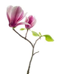 Naklejka na ściany i meble Magnolia liliiflora flower on branch with leaves, Lily magnolia flower isolated on white background, with clipping path 