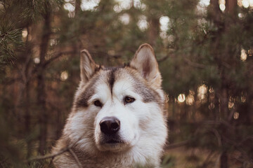 Nordic dog portrait in a forest. White adorable snout, ears listening to forest sounds. Dense pine grove. Selective focus on the details, blurred background.