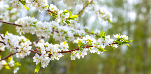 Cherry branch tree in bloom in spring. Blooming cherry on blurred background. Spring banner or backdrop with springtime blooms. Beautiful nature scene with a blossoming tree. Spring flowers.