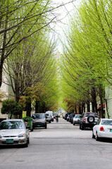 오래된 아파트단지내 길가 은행나무