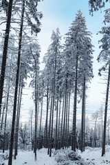 Forest in the winter. 