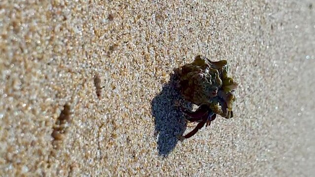 Close-up of hermit crab walking on sand. Zoom out. VERTICAL format