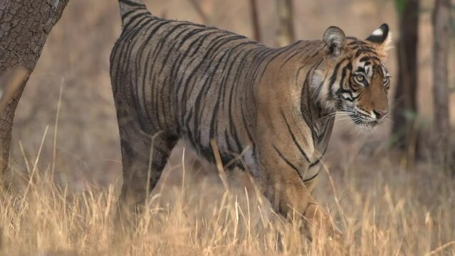 A young Royal Bengal Tiger walking in slow motion and marking its territory by spraying urine