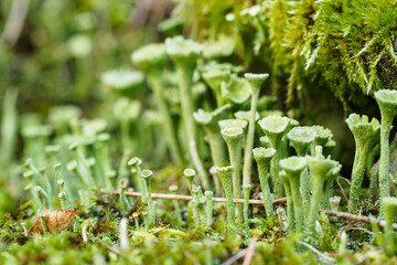 Tiny cup-shaped green mushrooms growing near the bellows.
