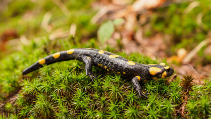 Newt on green moss in the forest.