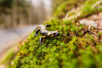 Newt on green moss in the forest.