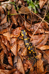 Newt on fallen beech leaves.