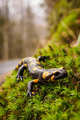 Newt on green moss in the forest.