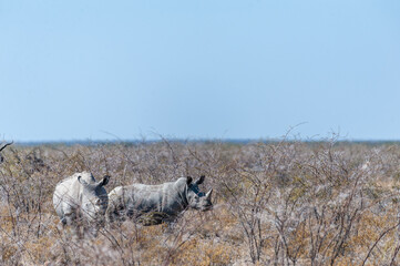 Fototapeta premium Two out of a group of four white Rhinoceros -Ceratotherium simum- standing on a barren plain in Etosha National Park, Namibia.