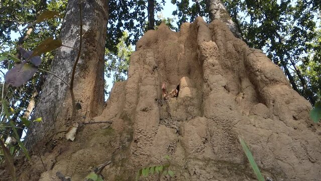A close up shot of a big ant hill or termite hill in the forest. The mounded nest that ants build out of dirt or sand is called an anthill. You can call a similar mound built by termites.