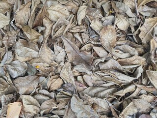 close up of dried fish