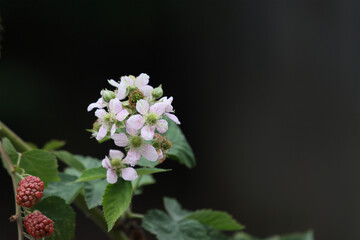 Blackberry flowers with berries on a dark background.