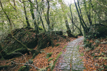 Landscape in Yakushima ,Japanese natural heritage.