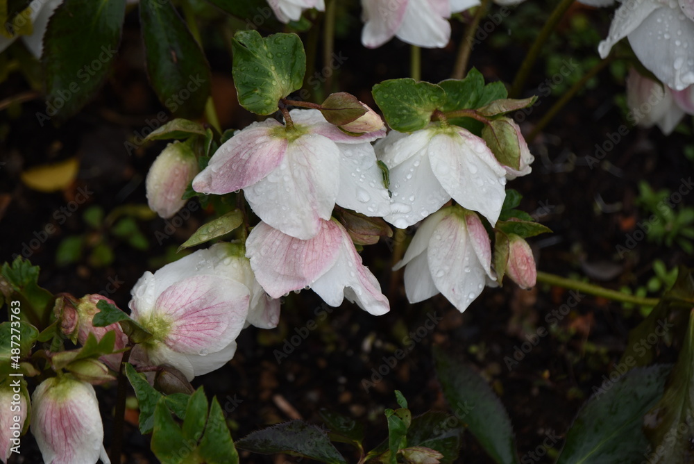 Sticker hellebore flowers. ranunculaceae evergreen perennial. the flowering season is from february to april