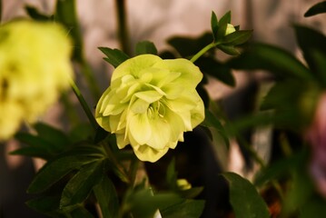 Hellebore flowers. Ranunculaceae evergreen perennial. The flowering season is from February to April. 