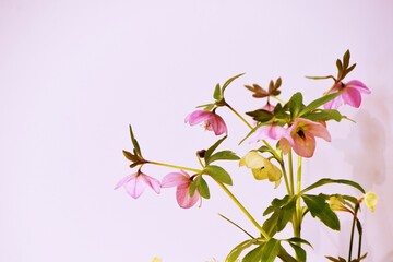 Hellebore flowers. Ranunculaceae evergreen perennial. The flowering season is from February to April. 