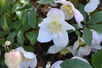 Hellebore flowers. Ranunculaceae evergreen perennial. The flowering season is from February to...