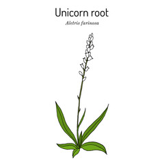 Unicorn root, or crow corn Aletris farinosa , medicinal plant