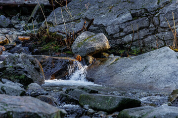 stream in the forest