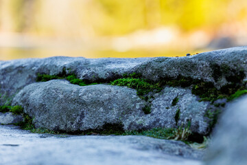 moss on the rocks
